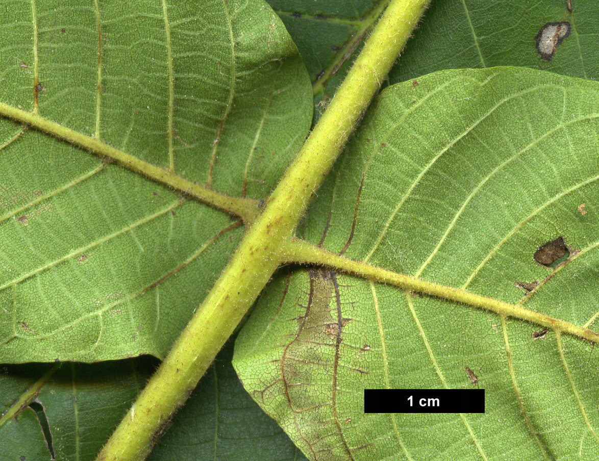 High resolution image: Family: Juglandaceae - Genus: Juglans - Taxon: ×sinensis (J.mandshurica × J.regia)